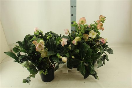 Helleborus GC Winter Ballet Karli Ø19 H=50