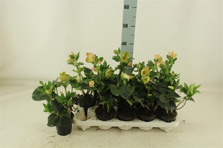 Helleborus Gold Collection Ø10,5 H=30
