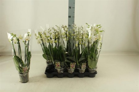 Phalaenopsis vit KLIPP Ø12 H=45 6 TAK