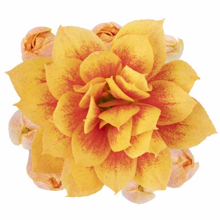 KALANCHOE R.F DYLAN   10,5 CM Ø10.5