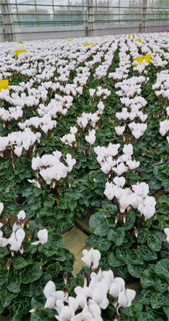 CYCLAMEN VIT 10,5Ø Ø10.5