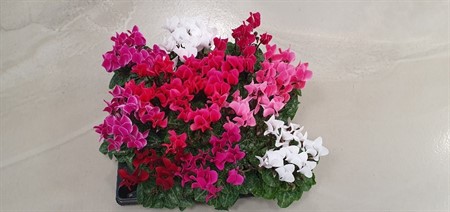 CYCLAMEN 6Ø Ø6