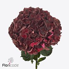 Hortensia Magical Dark Ruby (classic) 65