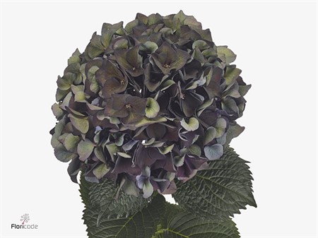 Hydrangea macrophylla Magical Rubyred (classic paa 60