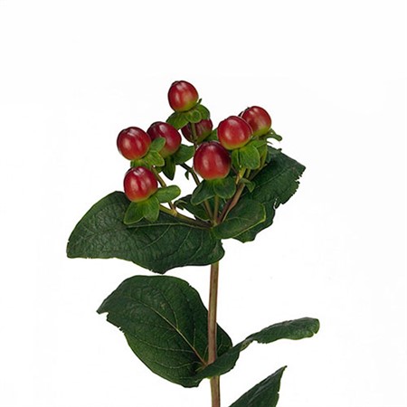 Hypericum Brun Magic Seasons 60