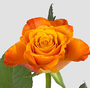Ros Orange Mariyo 50