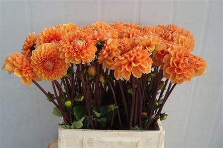 Dahlia Sylvia H=55