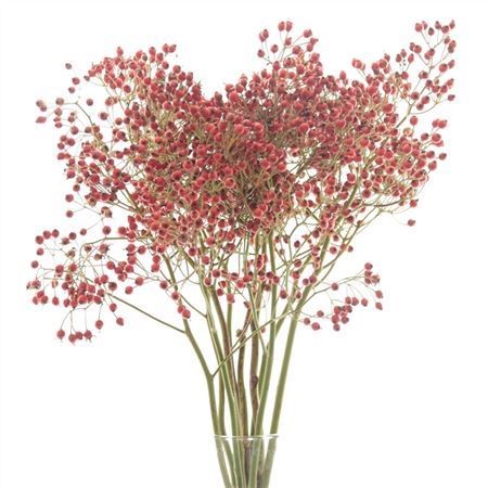Rosa Prinsberry Fire H=60