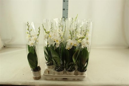 Phalaenopsis vit Ø9 H=45 16+ BLM 2 TAK