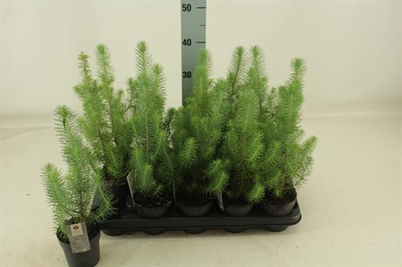 Pinus pinea Silver Crest Ø10,5 H=38 POTGEKWEEK