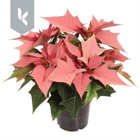 Poinsettia Kayla Metallic Pink Ø10,5 H=25 3+ BLM VERTAKT