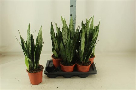 Sansevieria zeylanica Ø17 H=60