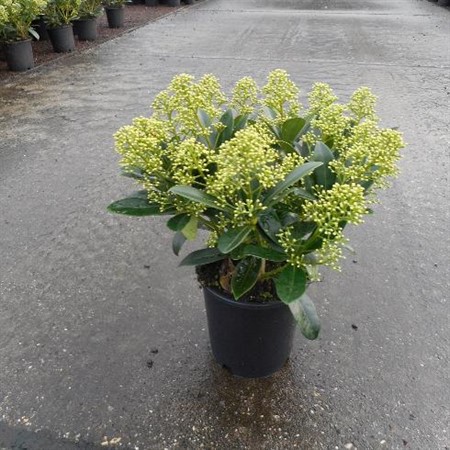 Skimmia jap. Finchy Ø15 H=45 15+ BLM