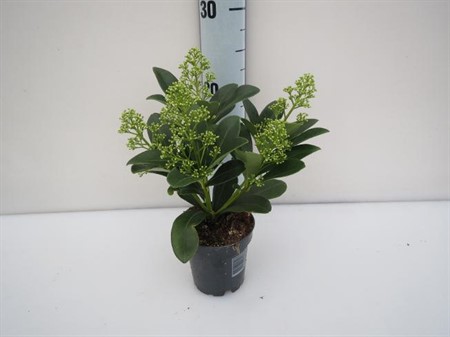 Skimmia jap. Finchy Ø10 H=25 6+ BLM