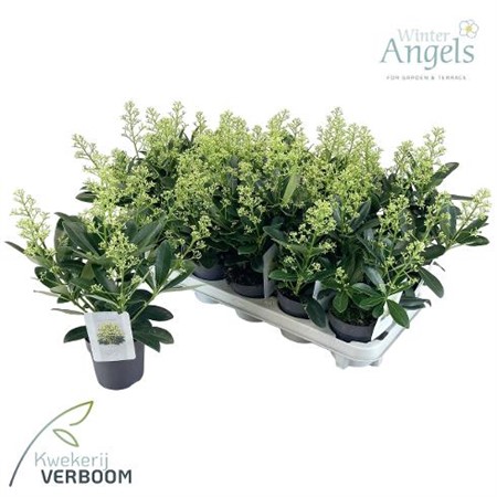 Skimmia jap. Finchy Ø10,5 H=40 STAD 1-3