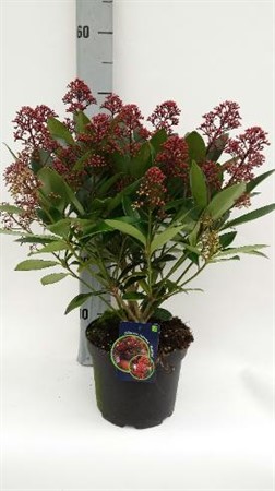 Skimmia jap. Rubella Ø17 H=40 10+ BLM