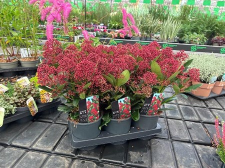 Skimmia jap. Rubella Ø15 H=40