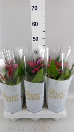 Anthurium andr. 'Treasury' lila Ø12 H=40