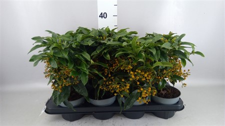 Ardisia cren. CLOCK BUY Ø13 H=30