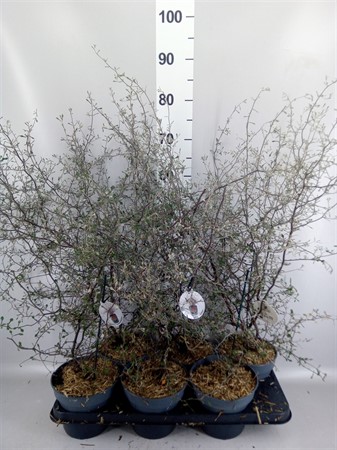 Corokia cotoneaster Ø15 H=60