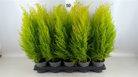 Cupressus macro. 'Goldcrest Wilma' pyramid Ø11 H=40