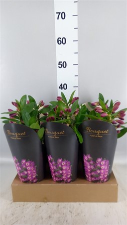 Dendrobium nob. 'Bouquet Purple Rain' 2+ stem Ø12 H=35