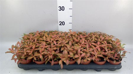 Fittonia 'Mosaic Skeleton' * Ø508 H=12
