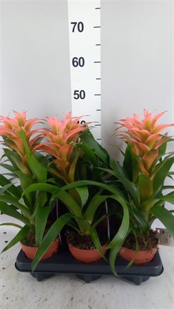 Guzmania 'Melissa' Pink Ø12 H=45