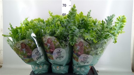 Phlebodium aureum 'Davana' Air So Pure Ø17 H=45