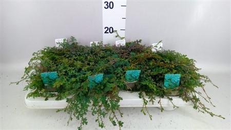 Selaginella ... *'Peacock' Ø12 H=30
