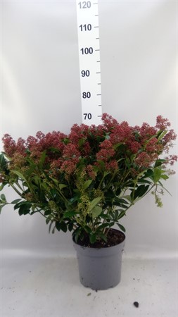 Skimmia jap. 'Rubella' . KLIPP Ø23 H=60
