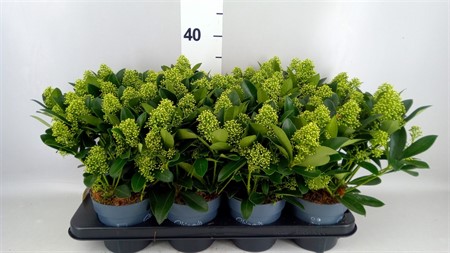 Skimmia jap. 'White Globe' 13+ Ø13 H=35