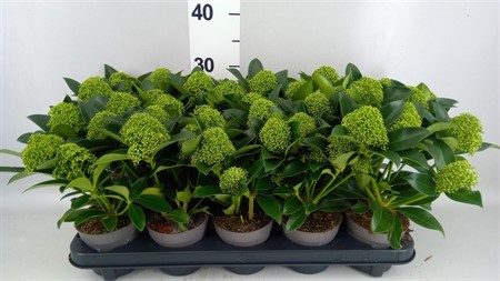 Skimmia jap. 'White Globe' 6+ flowers Ø510 H=35