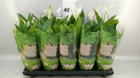 Spathiphyllum 'Alana' 3+ compact KLIPP Ø12 H=35