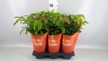 Tamarindus indica Potcover Ø12 H=40