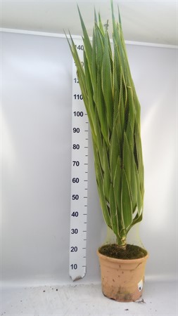Yucca elephantipes 'Puck' KLIPP Ø30 H=140