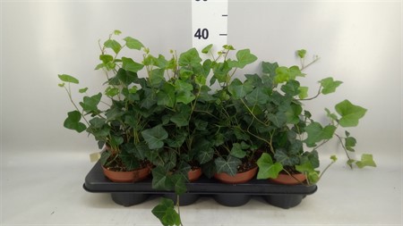 Hedera hibernica . Ø13 H=20