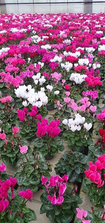 CYCLAMEN MIX 10,5Ø Ø10.5
