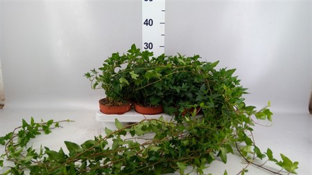 Hedera helix 'Shamrock' medium lang Ø13 H=80