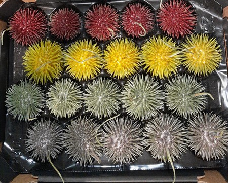 Wax egel herfst mix
