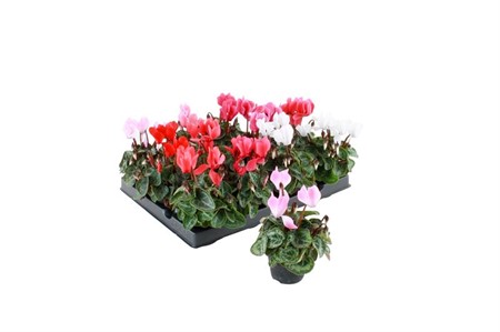 CYCLAMEN VIT 6 CM Ø6