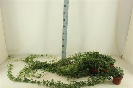 Hedera helix Shamrock Ø13 H=35
