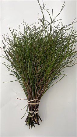 BLAD Blåbärsris, svenskt