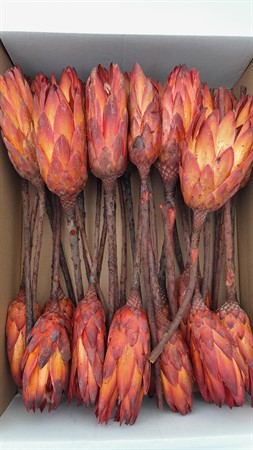 Torkad Protea repens Red 30/frp