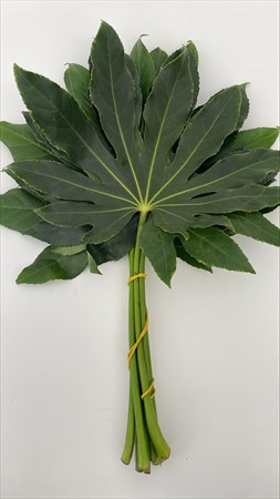 BLAD Aralia medium
