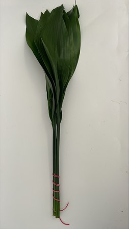BLAD Aspidistra extra
