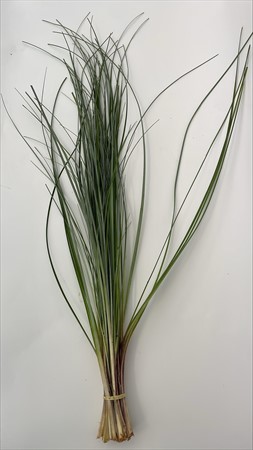BLAD Björngräs