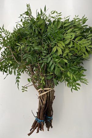 BLAD Pistache