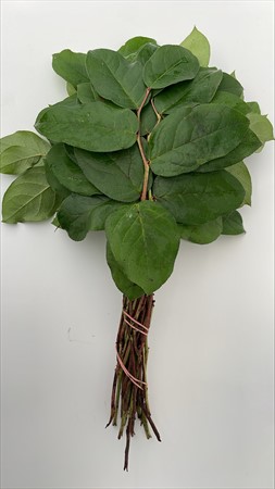 BLAD Salal tip
