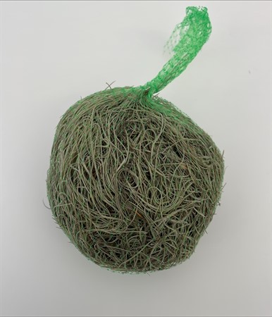 BLAD Tillandsia kund